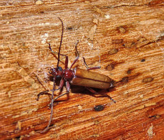 Centrodera decolorata