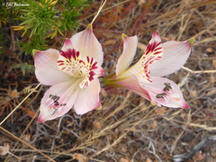 Alstroemeria diluta chrysantha