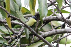 Todirostrum cinereum