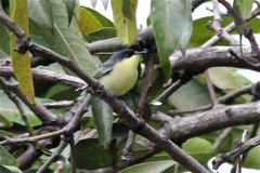 Todirostrum cinereum