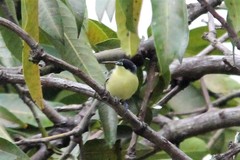 Todirostrum cinereum