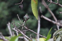 Thalurania glaucopis