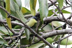 Todirostrum cinereum