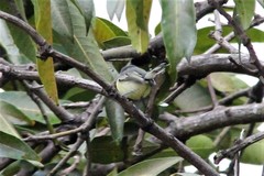 Todirostrum cinereum