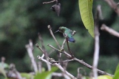 Thalurania glaucopis