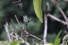 Thalurania glaucopis