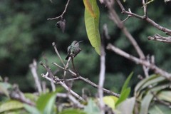 Thalurania glaucopis