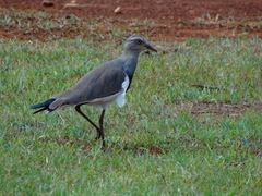 Vanellus melanopterus
