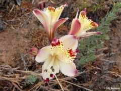 Alstroemeria diluta chrysantha