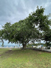 Ficus tecolutensis