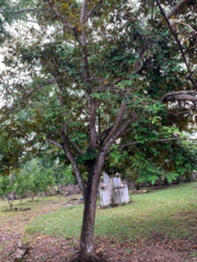 Chrysophyllum cainito