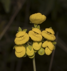 Calceolaria dentata