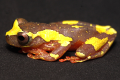 Dendropsophus sarayacuensis