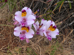 Alstroemeria magnifica
