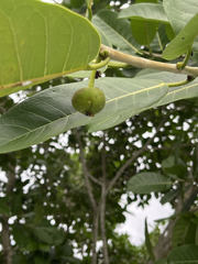 Ficus tecolutensis