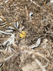 Cucurbita foetidissima