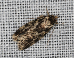 Barea confusella
