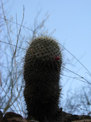 Mammillaria dixanthocentron