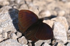 Erebia pluto