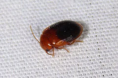 Prionocyphon discoideus