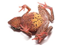 Amazophrynella moisesii