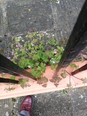 Geranium robertianum