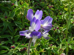 Astragalus amatus