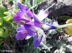Astragalus amatus