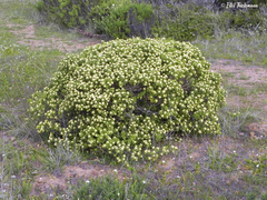 Baccharis vernalis