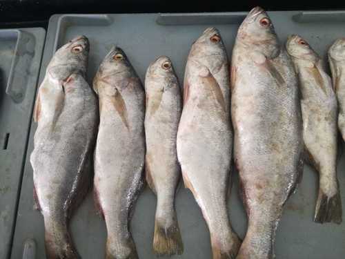 Common Peruvian weakfish (Cynoscion analis) — Sciaenidae — 5