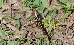 Phanogomphus lividus