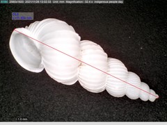 Epitonium multistriatum