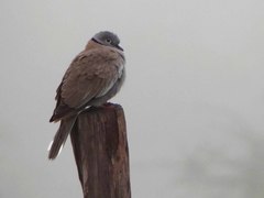 Streptopelia reichenowi