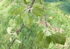 Populus × canescens