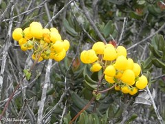 Calceolaria ascendens
