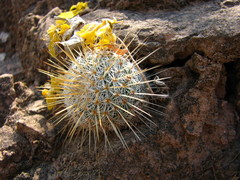 Mammillaria dixanthocentron