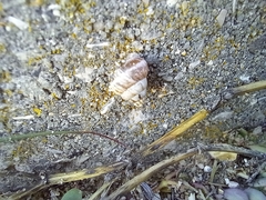 Cochlicella conoidea