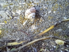 Cochlicella conoidea