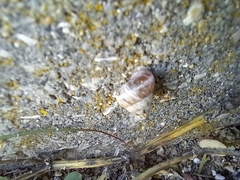 Cochlicella conoidea