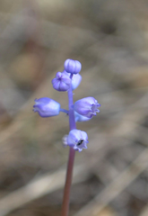 Muscari parviflorum
