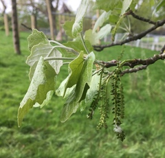 Populus × canescens