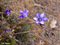 Conanthera campanulata