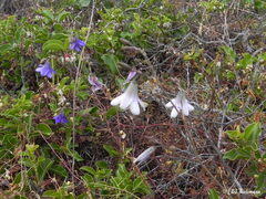 Conanthera campanulata