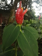 Costus woodsonii