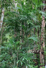 Chamaedorea seifrizii