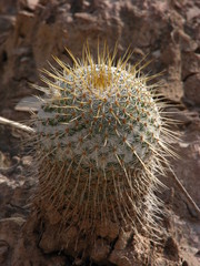 Mammillaria dixanthocentron