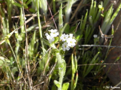 Cryptantha volckmannii