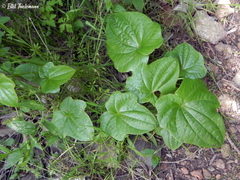 Dioscorea bryoniifolia