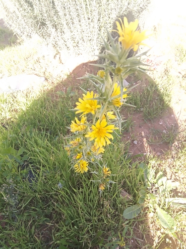 Scolymus hispanicus image