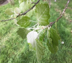 Populus × canescens